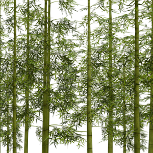Bambukas